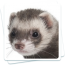 Furet